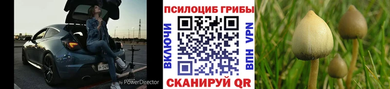 Псилоцибиновые грибы прущие грибы  Маркс 